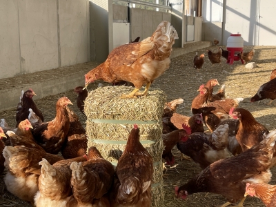 Stallung mit grosszügem Auslauf
