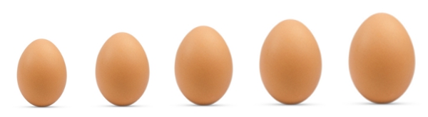 eier